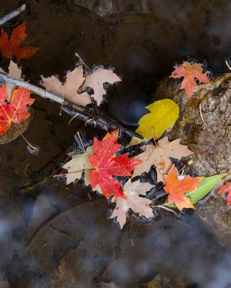 Colorful Fallen Autumn Leaves Floating On The Creek Water Stock Image