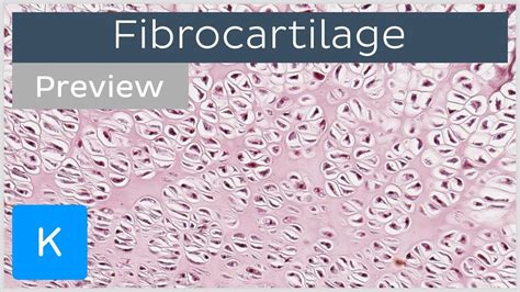 Fibrocartilage Location And Tissue Function Preview Human