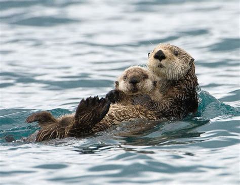 25 Of The Cutest Animal Parenting Photos Boredombash