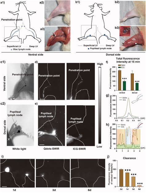 In Vivo Swir Luminescence Imaging Of Normal Lymphatic Vessel Of Rat