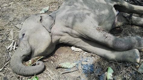 Two Rare Elephants Found Dead In Indonesia