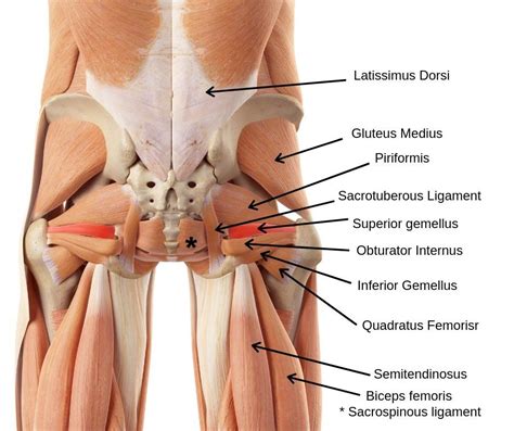 Lower Back Pain And The Sacroiliac Joint