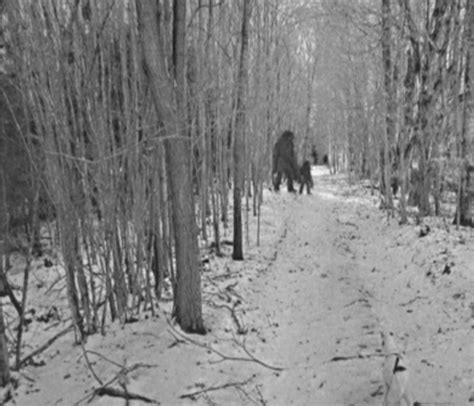New York State Bigfoot Archives Crypto Sightings