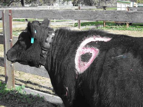 Is published quarterly by the agricultural research center covers the results of research in different aspects of agricultural sciences in arabic and english language. Grazing research, Trangie Agricultural Research Centre ...