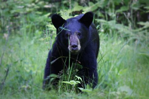 Free Picture American Black Bear Ursus Americanus