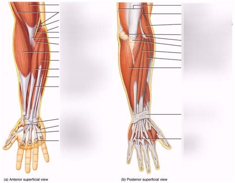 The following arm muscle diagrams are available to help you understand more about the muscles in our arm. Diagram Of The Muscles In The Forearm / Arm Definition Bones Muscles Facts Britannica - Try ...