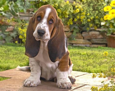 The Basset Hound Lovely And Cute Puppy Information And Facts Animals Lover
