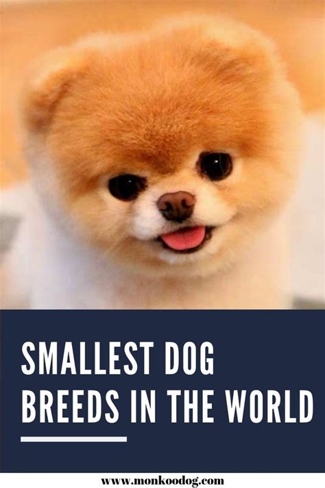 Smallest Dog Breeds In The World Artofit