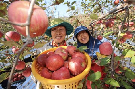 Korean Apple Telegraph