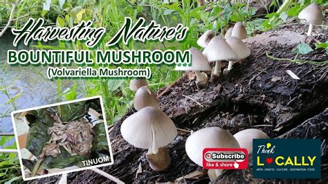 Mushroom Harvesting Experience Youtube