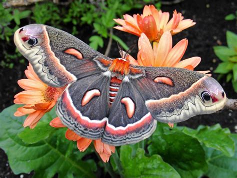 Cecropia Moth 16 Less Known Facts 2024