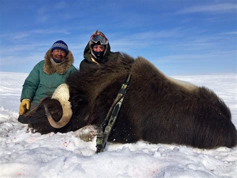 Spring Musk Ox Hunt When Things Go Right Webbers Lodges