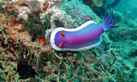 Snails and slugs are the bane of the home gardener's existence. What is the Difference Between Sea Slug and Sea Cucumber ...