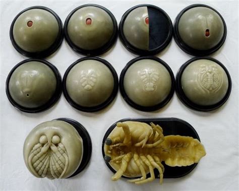Specimen Of The Week 250 Model Of A Crayfish Embryo Crayfish