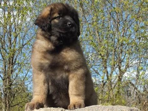 He gets along great with children and other pets. Leonberger Puppies For Sale | Cincinnati, OH #216889