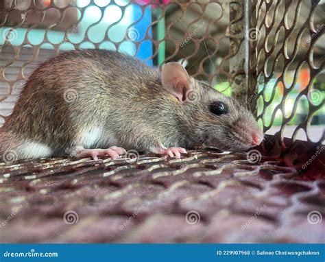 Close Up Mice Or Rat Caught In A Trap Rat In A Spring Trap Stock