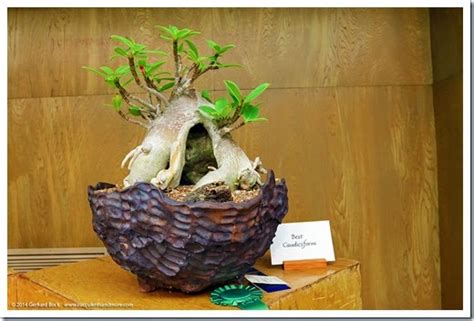 Discover the beauty of cacti and other succulents with the bcss! Succulents and More: Sacramento Cactus & Succulent Society ...