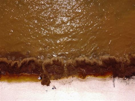 a giant seaweed mass heading for florida s beaches is full of potentially dangerous bacteria