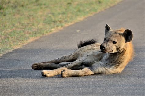 Spotted Hyena Lying Down Stock Photo Download Image Now 2015