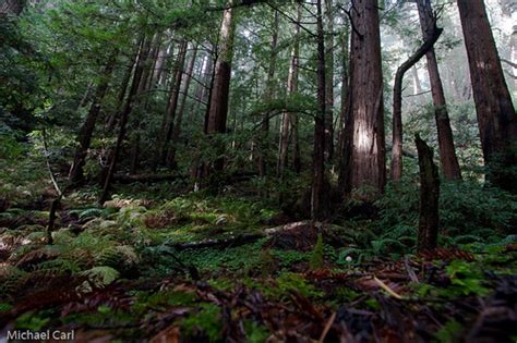 Redwood Forest Floor Michael Carl Flickr