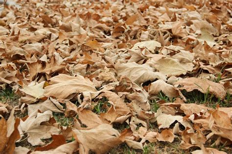 Free Stock Photo Of Fallen Dry Leaves On Grass