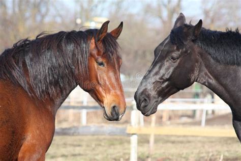 Brown And Black Horses Playing Stock Image Image Of Couple Breed