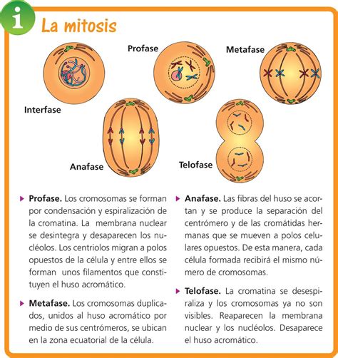 Fases De La Mitosis Abc Fichas My Xxx Hot Girl