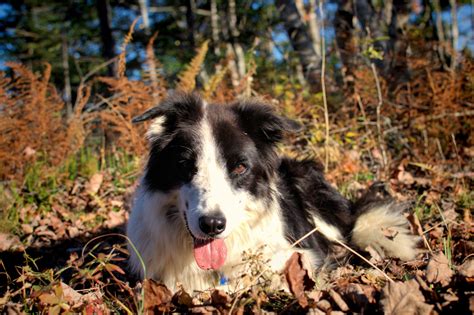 Border Collie Information Dog Breeds At Thepetowners