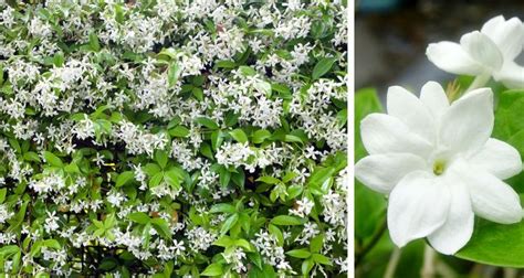 Jasminum Sambac Arabian Jasmine Shrub And Close Up Of White Flower