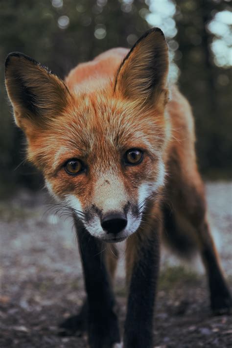 Video Catches Upstate Ny Woman Attacked By Rabid Fox
