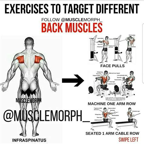 Exercises To Target Different Back Muscles Training Middle Part