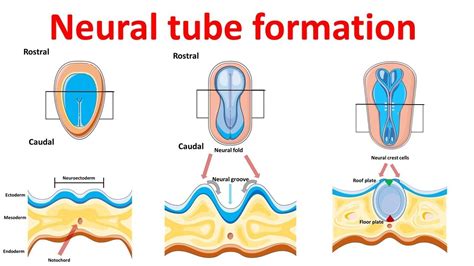 Neural Tube Formation Embryology Neurulation Youtube