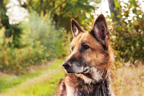 Dog Mammals Animal Kingdom · Free photo on Pixabay