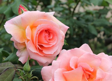 Hybrid Tea Rose Bush My Favorites Are Just Joey Double