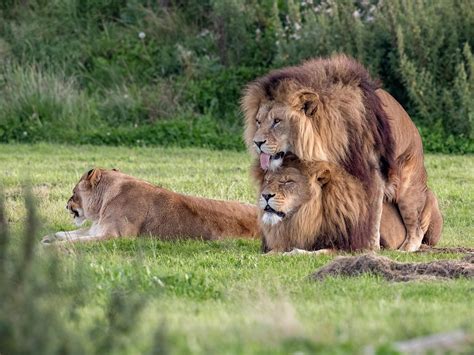 Gay Pride Two Male Lions Seen ‘mating’ At Wildlife Park The Independent