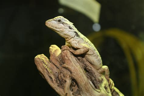 WESTERN BEARDED DRAGON | Reptile and Grow