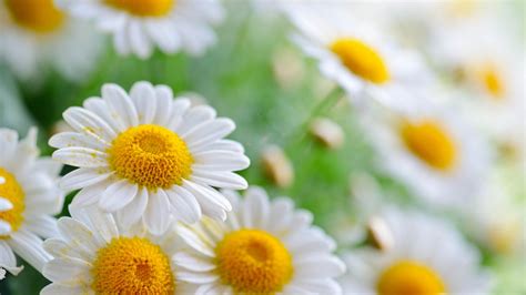 Wallpaper Nature Field Yellow Petals Blossom Daisy Flower