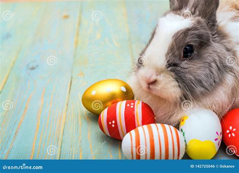 Cute Fluffy Rabbit And Painted Eggs Easter Concept Stock Photo Image