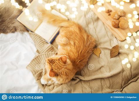 Wo der winter zu hause ist. Rote Tabbierkatze, Die Im Winter Zu Hause Auf Einer Decke ...
