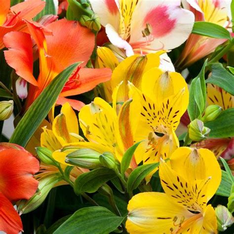 Nov 07, 2020 · there are all sorts of guides out there for growing specific kinds of hybrid flowers, but my best advice is to plant flowers of the same type near one another, with room around those flowers for. Types of Flowers for Weddings - BloomsByTheBox.com