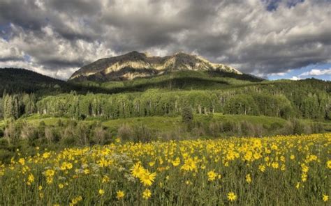 Meadow Yellow Flowers In Mountain Background Under White Cloudy Sky Hd