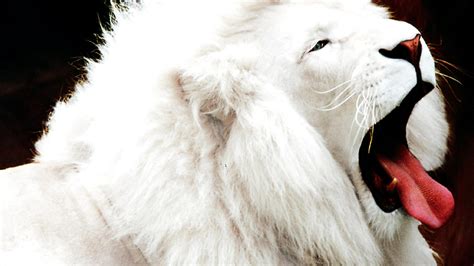 Белый лев анонимно Обои на рабочий стол Mirowo