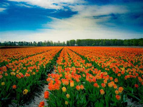 We did not find results for: How to Visit Keukenhof Gardens: Guide for the Tulip Season ...