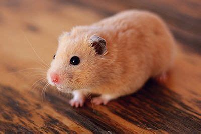 #hamsters #funny #cute #katniss #polywhite #teddyhamster. Hamster, Farben und Besonderheiten