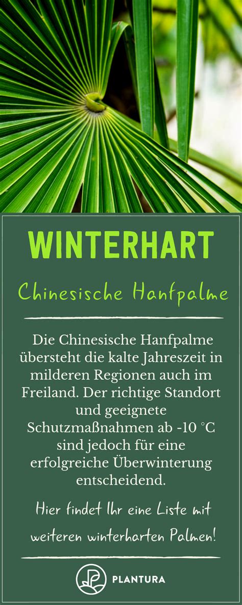 Die pflegeleichte und winterharte palme ist ebenfalls für anfänger gut geeignet. Winterharte Palmen: Die besten Arten für den Garten ...