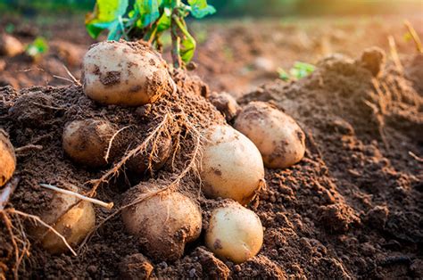 Cultivar Patatas Más Fácil De Lo Que Piensas Recetas Con Patatas