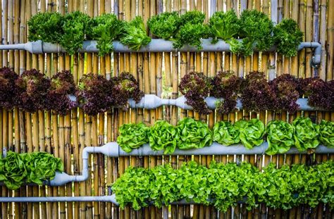 Check spelling or type a new query. Vertical gardens are the key to self-sufficiency in the ...