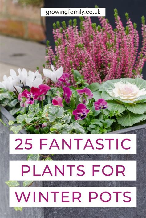 Some Flowers And Plants In A Planter With The Words 25 Fantastic Plants