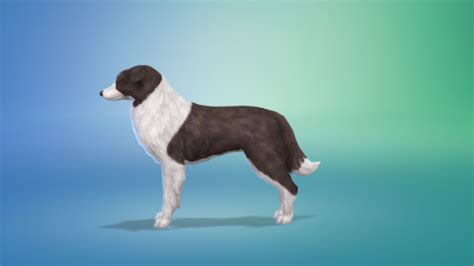 Bowlofpixels The Sims 4 Cap Dog Breeds And Presets Border