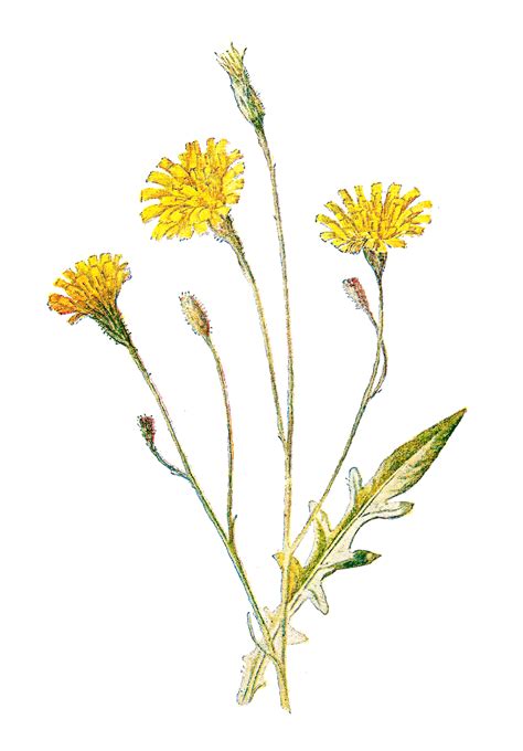 Wildflower clipart, Download Wildflower clipart for free 2019